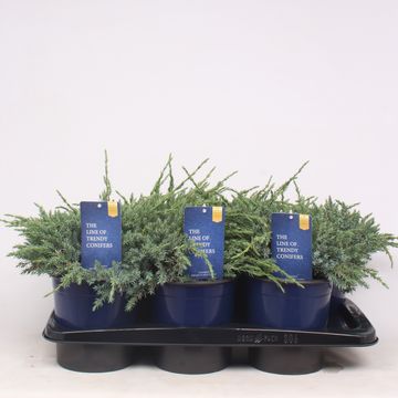 Juniperus squamata 'Blue Carpet'