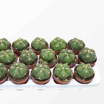 Gymnocalycium horstii