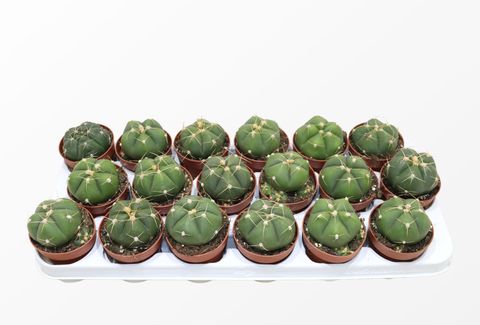 Gymnocalycium horstii
