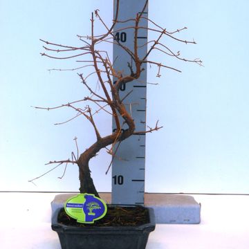 Metasequoia glyptostroboides