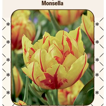 Tulipa 'Monsella'