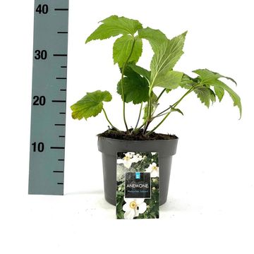 Anemone x hybrida 'Honorine Jobert'