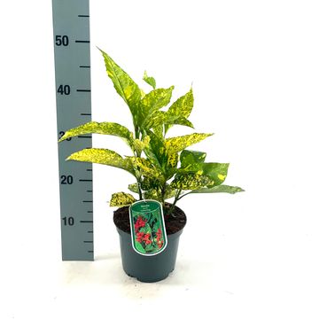 Aucuba japonica 'Golden King'