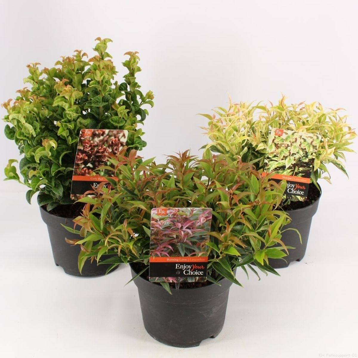 Leucothoe MIX — Plant Wholesale FlorAccess