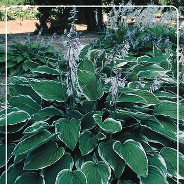 Hosta 'Undulata Albomarginata'