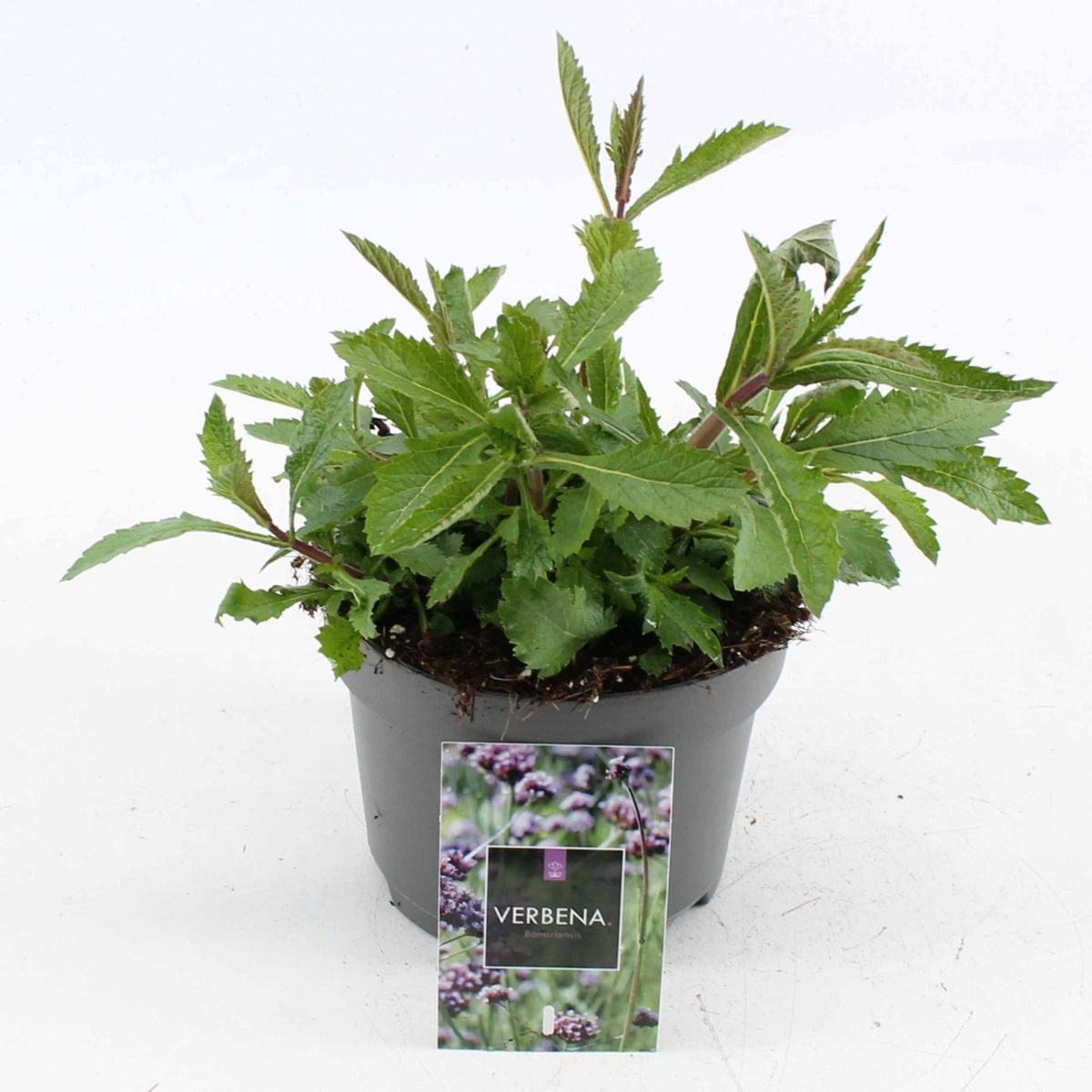 verbena-bonariensis-bitkiler-toptan-sat-floraccess