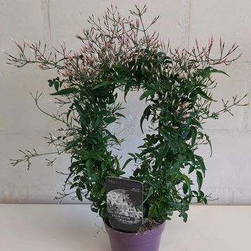 Jasminum polyanthum