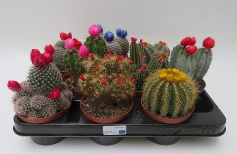 Cactus MIX