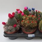 Cactos MIX