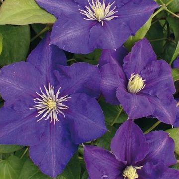 Clematis 'Lady Betty Balfour' (LL)