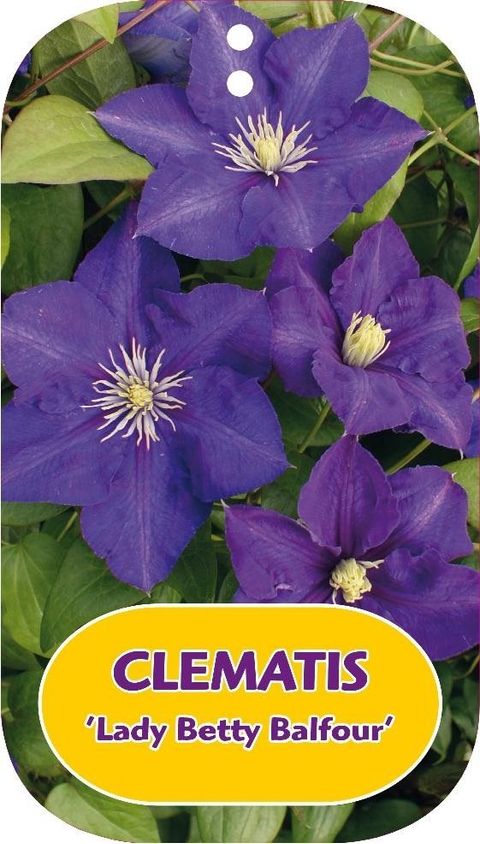 Clematis 'Lady Betty Balfour' (LL)