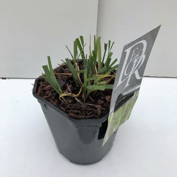 Molinia caerulea 'Moorhexe'