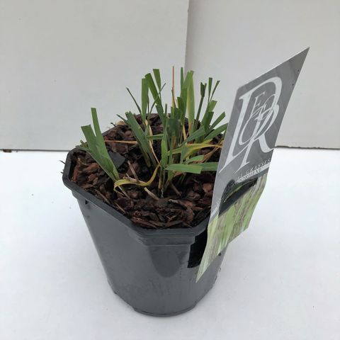 Molinia caerulea 'Moorhexe'