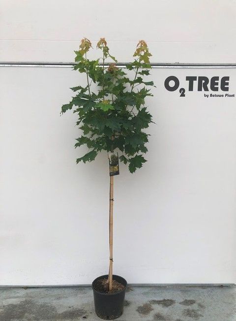 Acer platanoides 'Globosum'