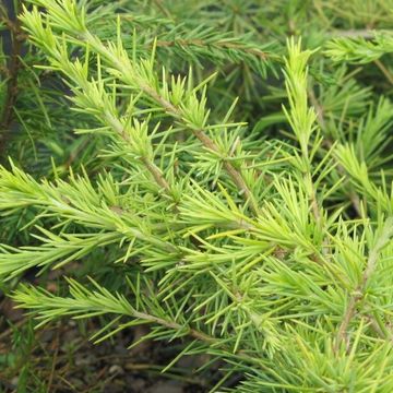 Cedrus deodara 'Golden Horizon'