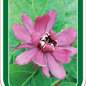 Calycanthus x raulstonii 'Hartlage Wine'