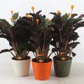 Calathea crocata TASSMINIA