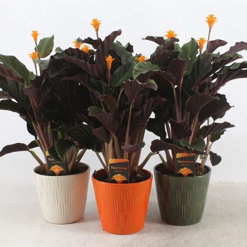 Calathea crocata TASSMINIA