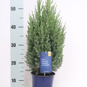 Juniperus chinensis 'Stricta'