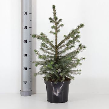 Picea omorika