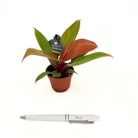 Filodendron 'Prince of Orange'