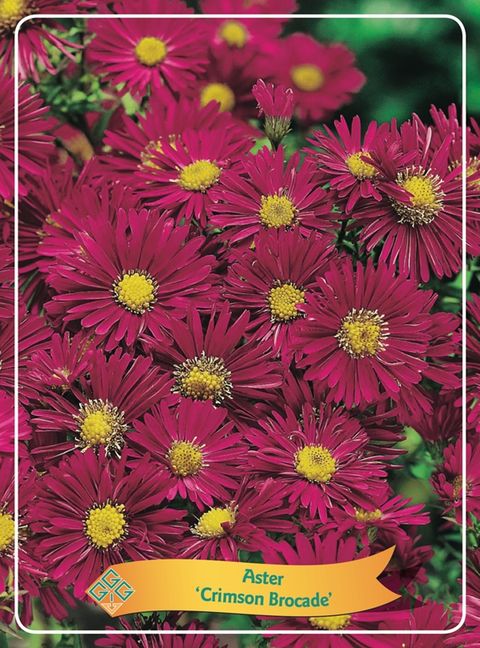 Aster 'Crimson Brocade'