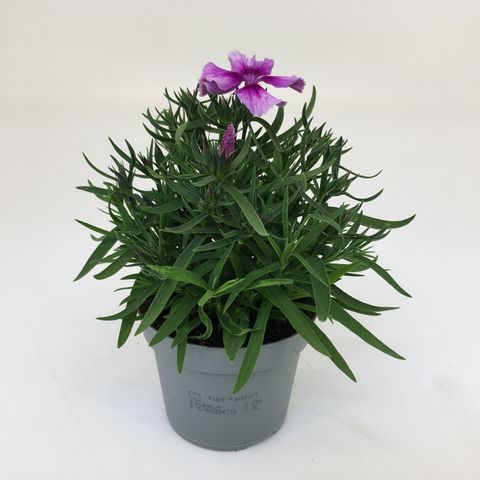 Dianthus 'Diana Lavender Picotee'