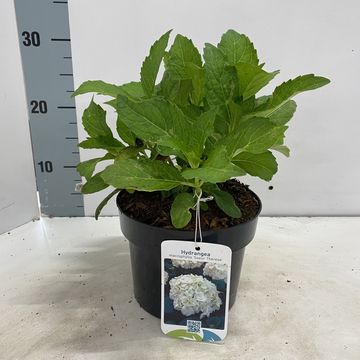 Hydrangea macrophylla 'Soeur Thérèse'