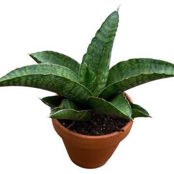 Sansevieria 'Marsha Anjani'