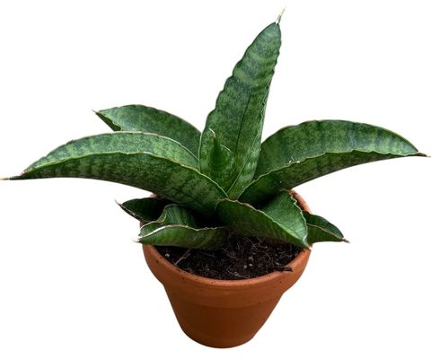 Sansevieria 'Marsha Anjani'