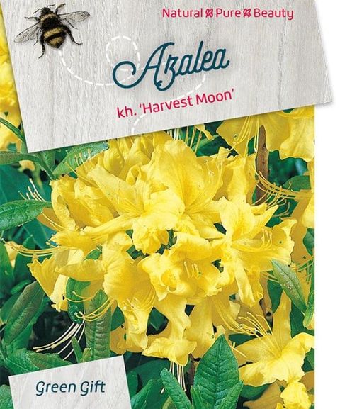 Rhododendron 'Harvest Moon' (AK)