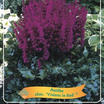 Astilbe chinensis 'Vision in Red'