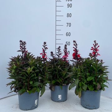 Lobelia x speciosa STARSHIP ROSE
