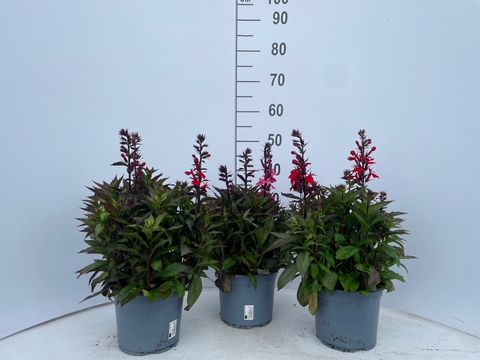 Lobelia x speciosa STARSHIP ROSE