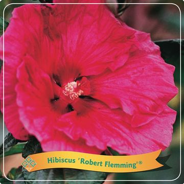Hibiscus 'Robert Fleming'