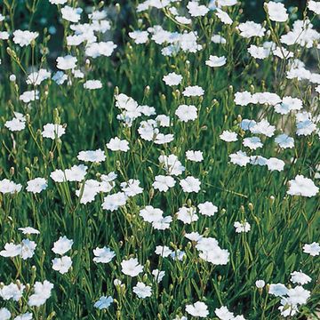 Dianthus deltoides 'Albiflorus'