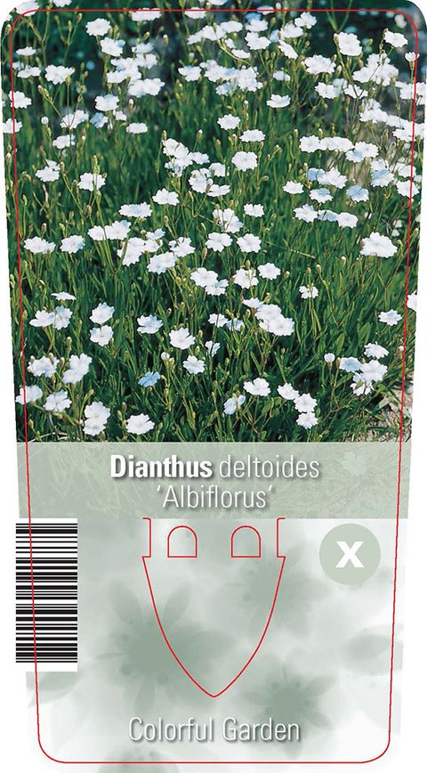 Диантус deltoides 'Albiflorus'