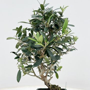 Olea europaea