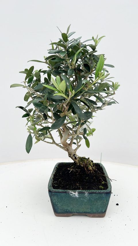Olea europaea