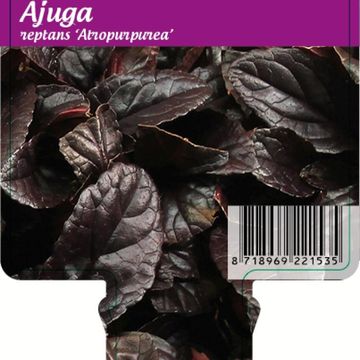 Ajuga reptans 'Atropurpurea'
