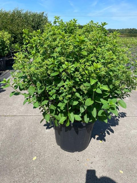 Hydrangea paniculata BOBO