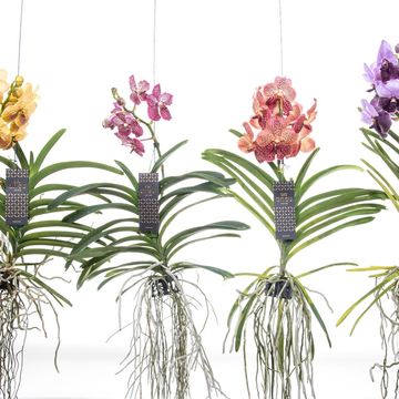 Vanda MIX