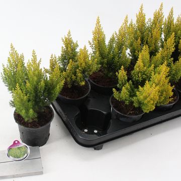 Erica arborea 'Estrella Gold'
