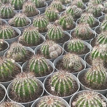 Echinopsis 'Haku-jo Maru'