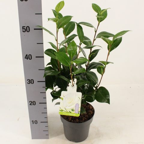 Camellia japonica 'Dalhonega'
