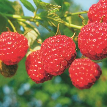 Rubus idaeus 'Malling Promise'