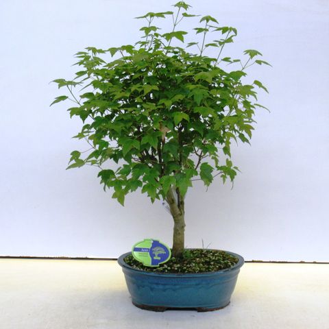 Acer buergerianum