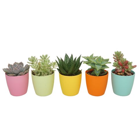 Succulents MIX