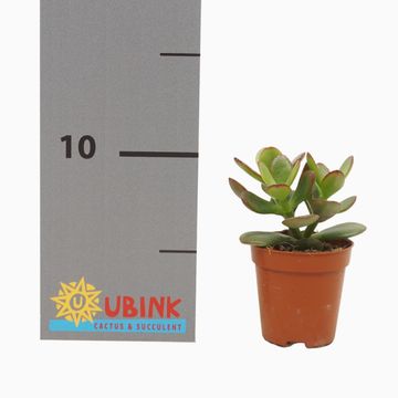 Crassula ovata 'Minor'