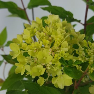Hydrangea paniculata LITTLE LIME
